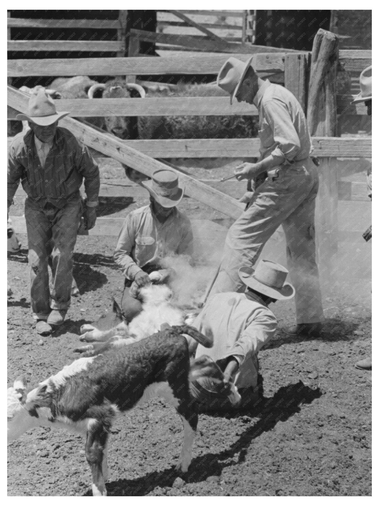 Cattle Inoculation at Walking X Ranch May 1939 - Available at KNOWOL
