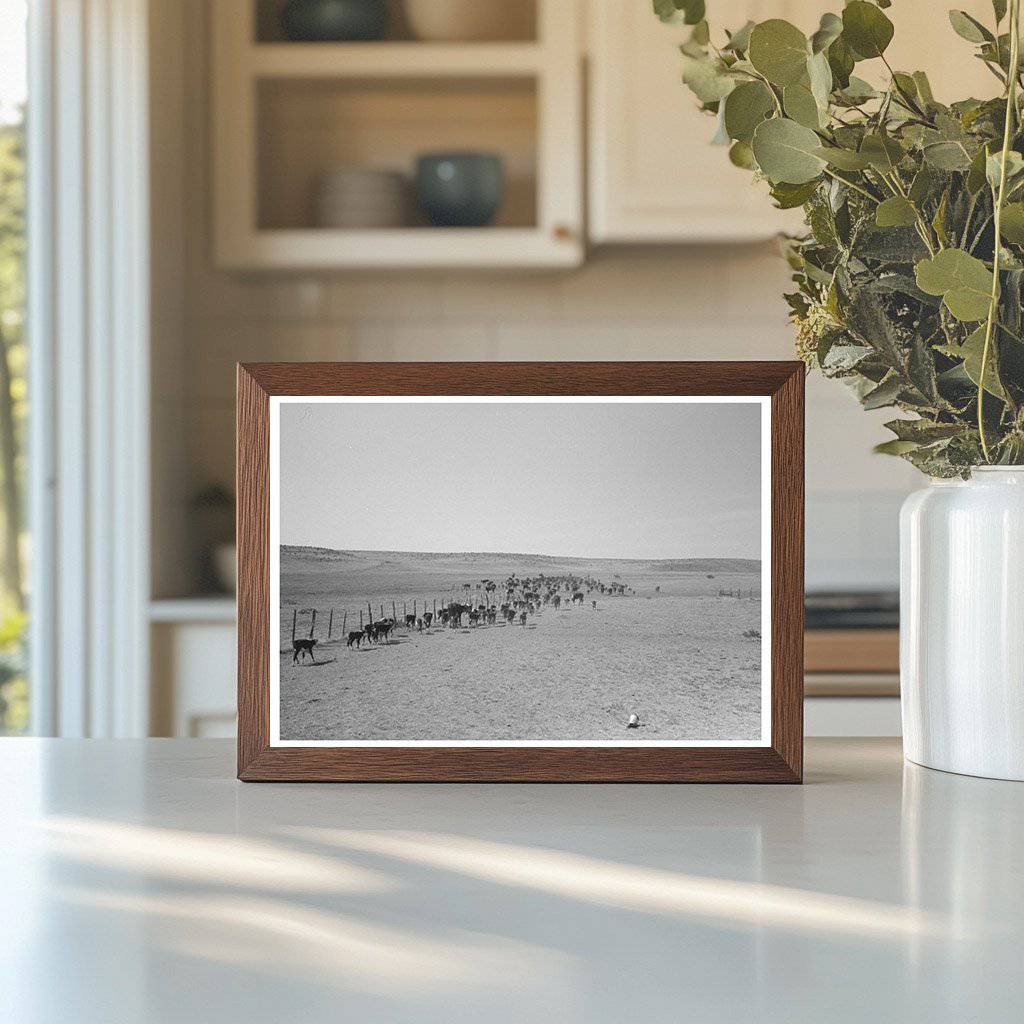 Cattle Released After Branding Near Marfa Texas 1939 - Available at KNOWOL