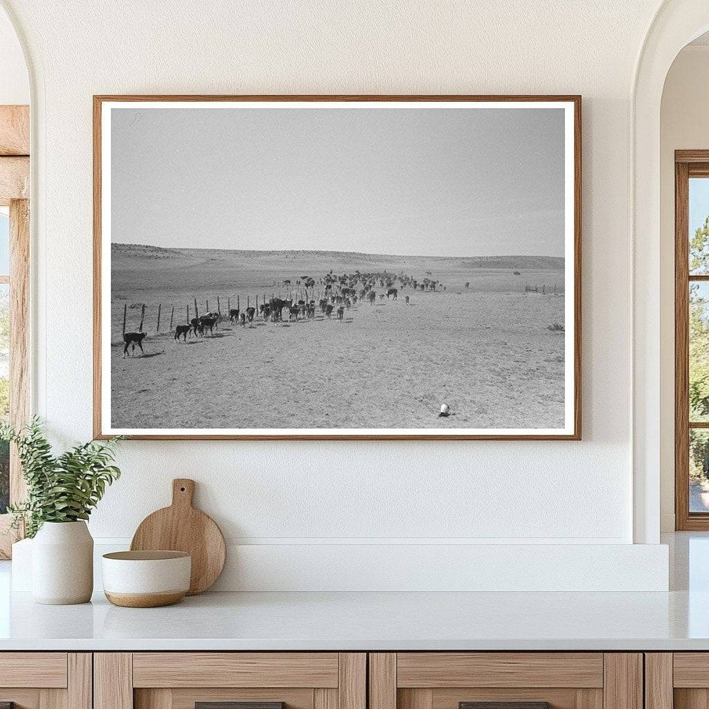 Cattle Released After Branding Near Marfa Texas 1939 - Available at KNOWOL