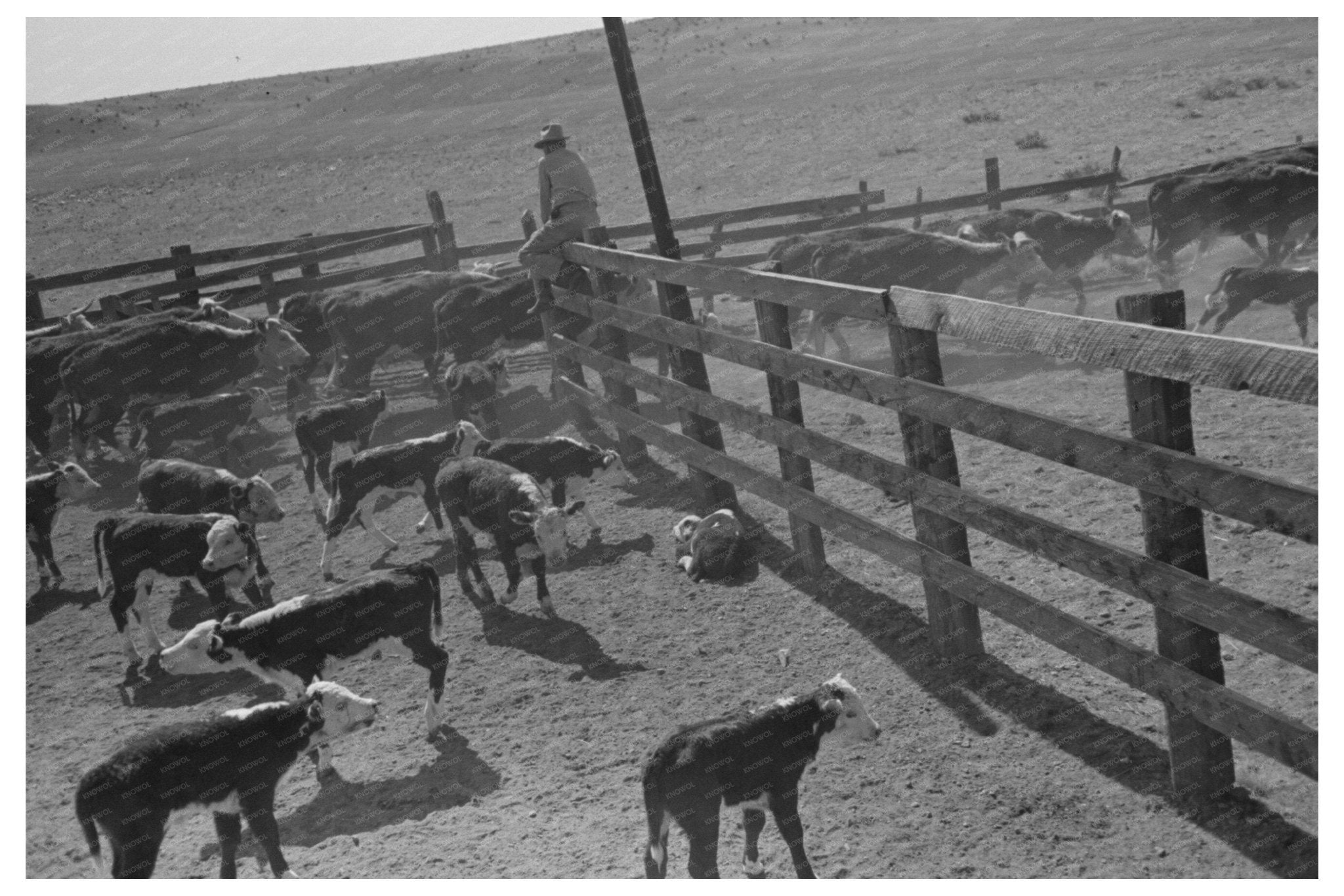 Cattle Released in Marfa Texas May 1939 - Available at KNOWOL