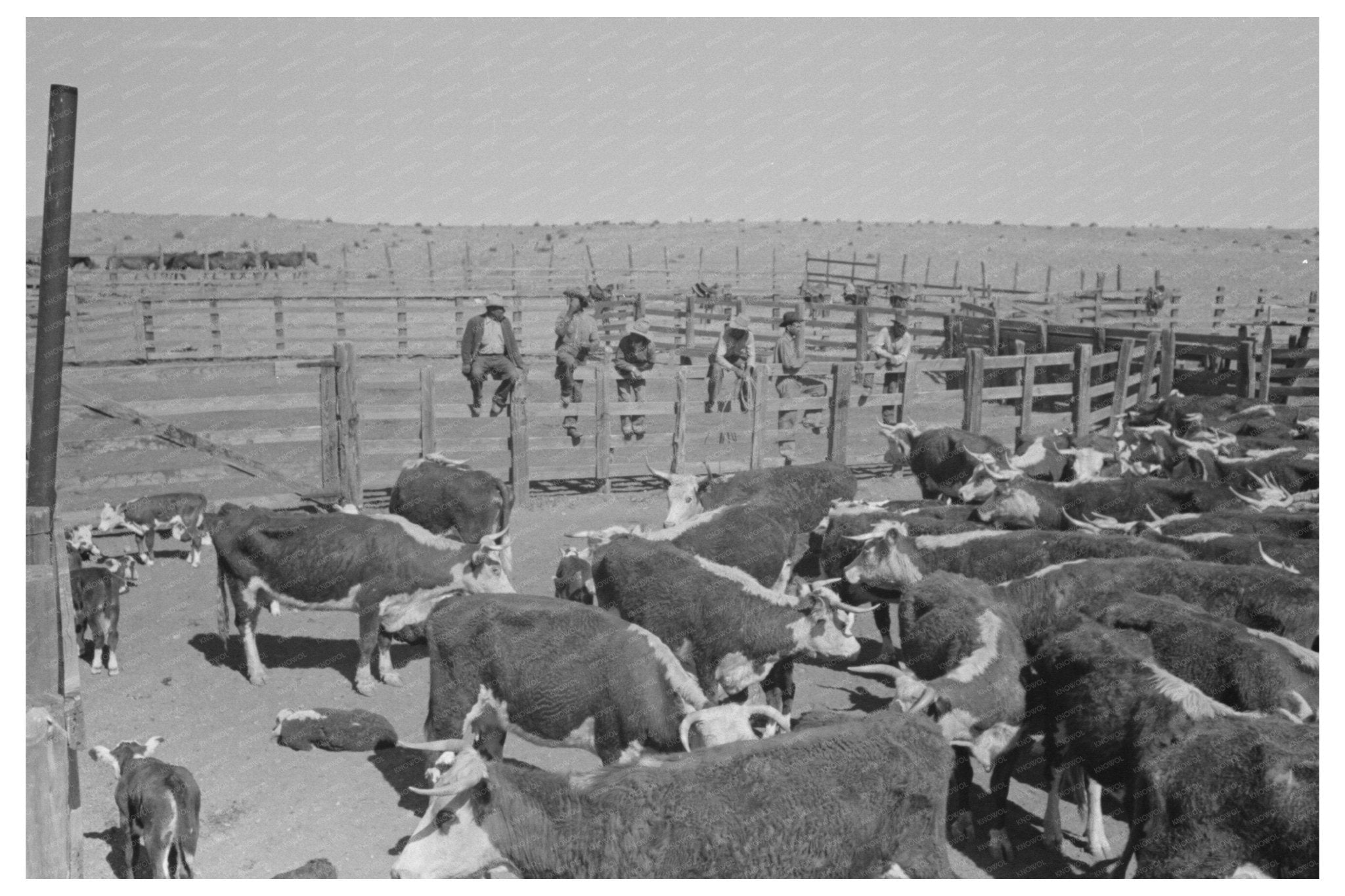 Cattle Roundup at Walking X Ranch Marfa Texas May 1939 - Available at KNOWOL