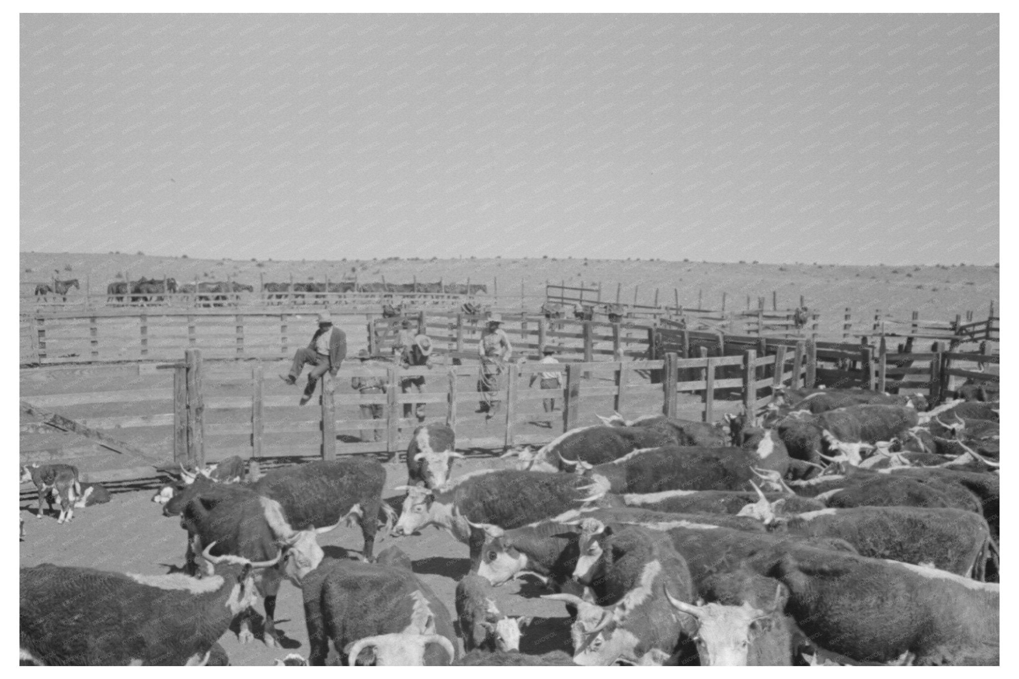 Cattle Roundup in Marfa Texas May 1939 - Available at KNOWOL