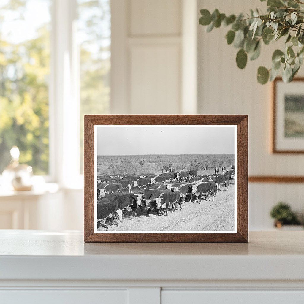 Cattle Roundup Near Eagle Pass Texas March 1939 - Available at KNOWOL