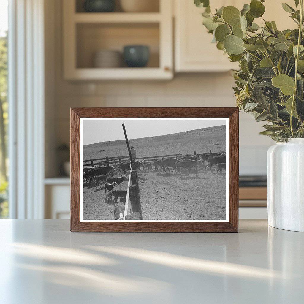Cattle Roundup Near Marfa Texas May 1939 - Available at KNOWOL