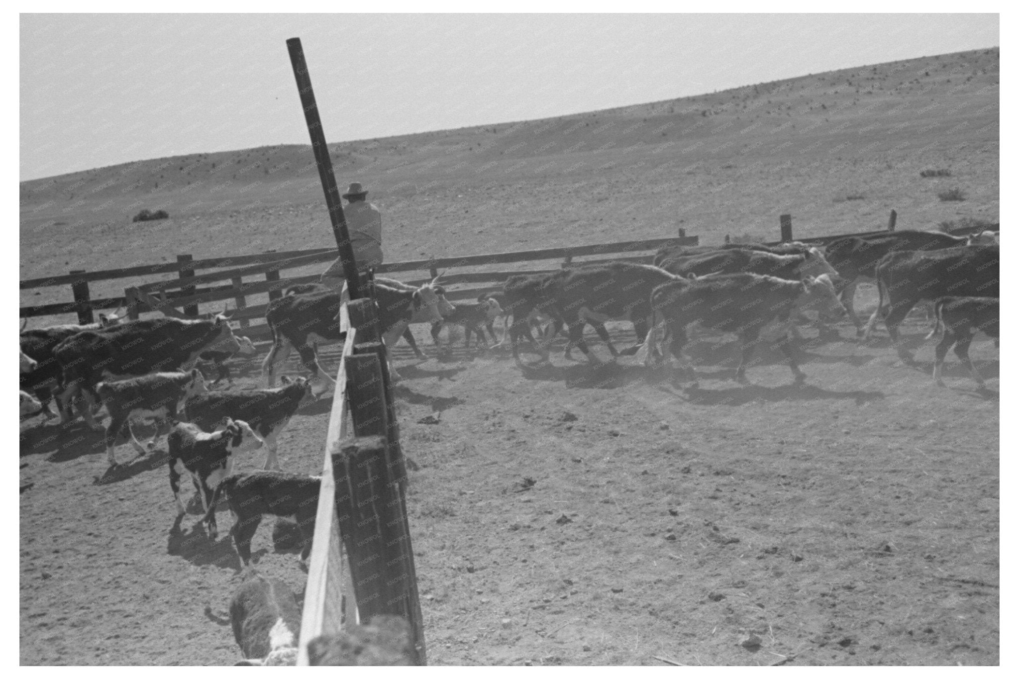 Cattle Roundup Near Marfa Texas May 1939 - Available at KNOWOL