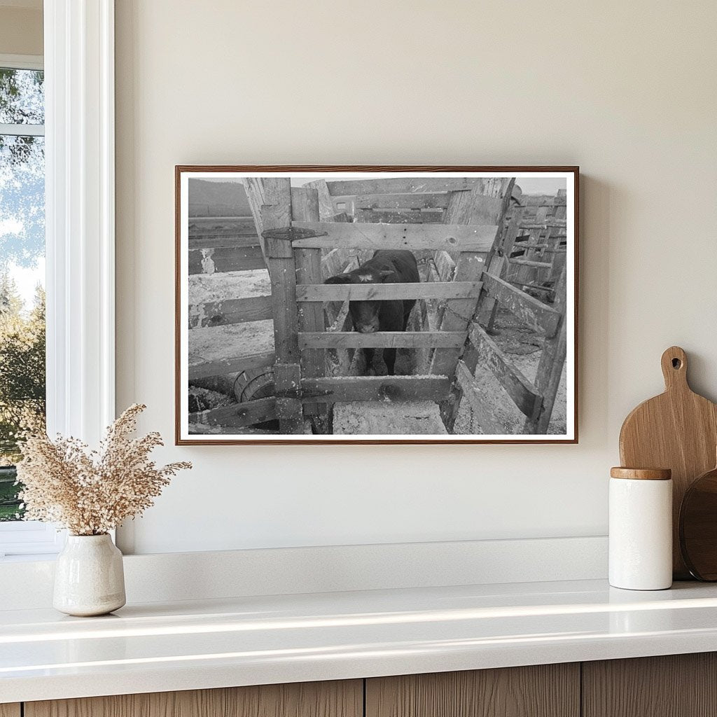 Cattle Testing for Hoof Rot at Cruzen Ranch 1941 - Available at KNOWOL