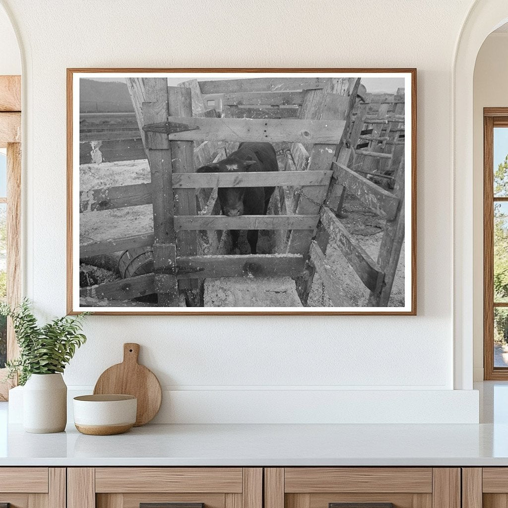 Cattle Testing for Hoof Rot at Cruzen Ranch 1941 - Available at KNOWOL