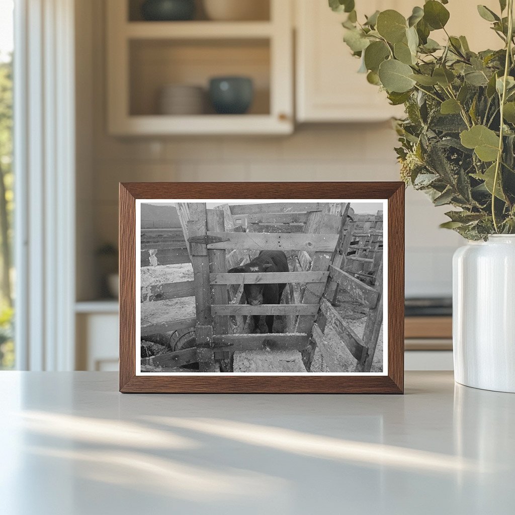 Cattle Testing for Hoof Rot at Cruzen Ranch 1941 - Available at KNOWOL