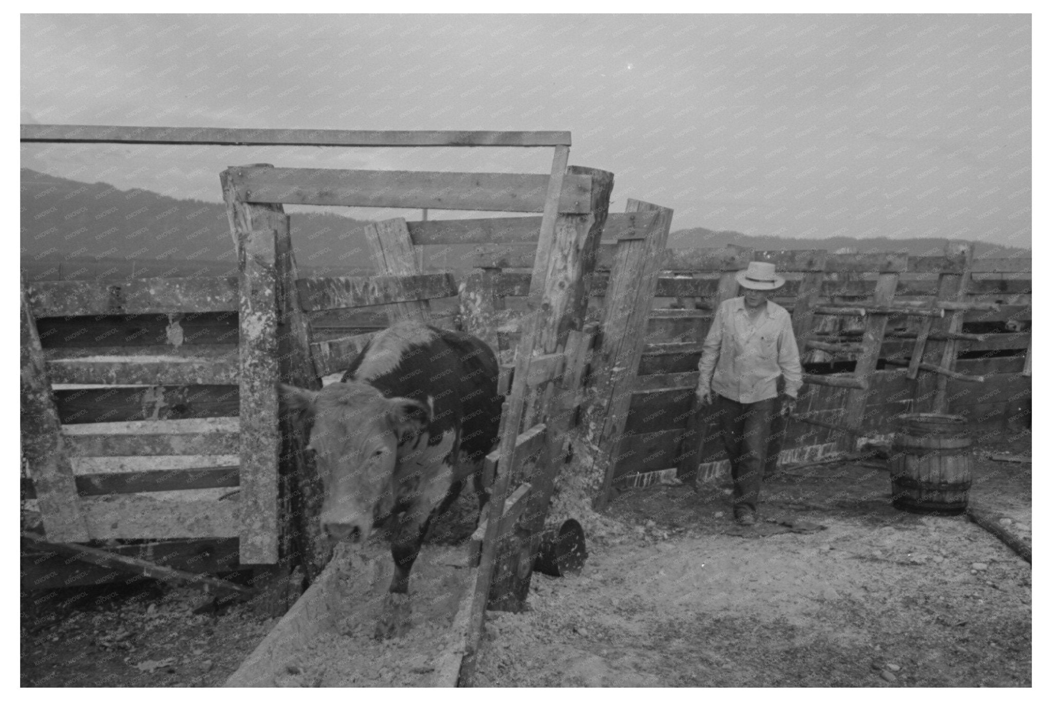 Cattle Treatment for Hoof Rot at Cruzen Ranch Idaho 1941 - Available at KNOWOL