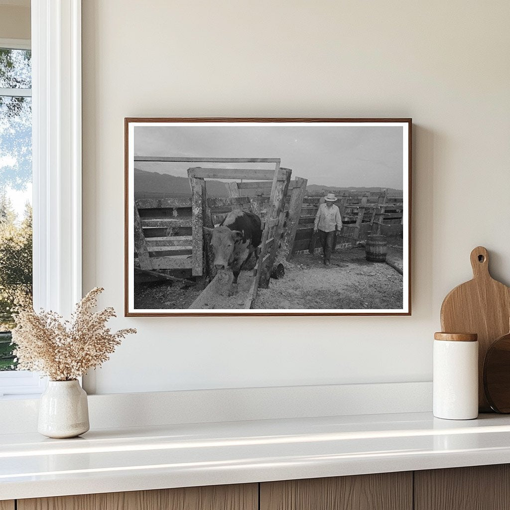 Cattle Treatment for Hoof Rot at Cruzen Ranch Idaho 1941 - Available at KNOWOL