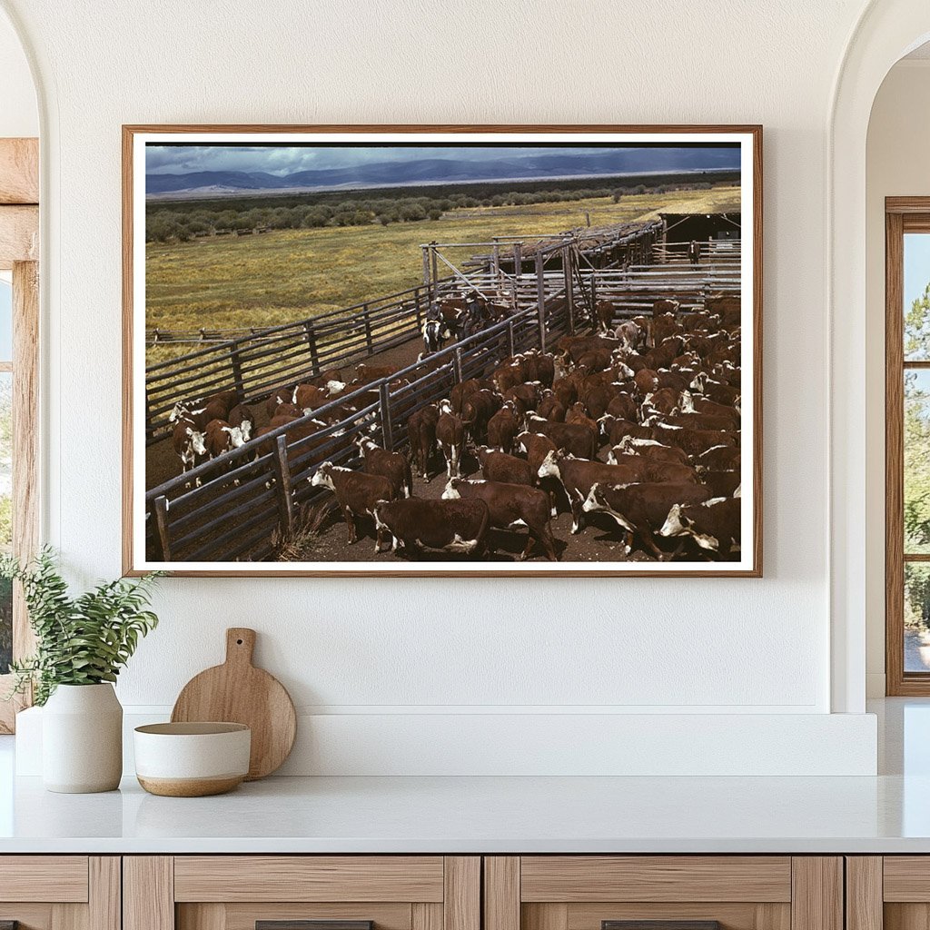 Cattle Weighing in Beaverhead County Montana 1942 - Available at KNOWOL
