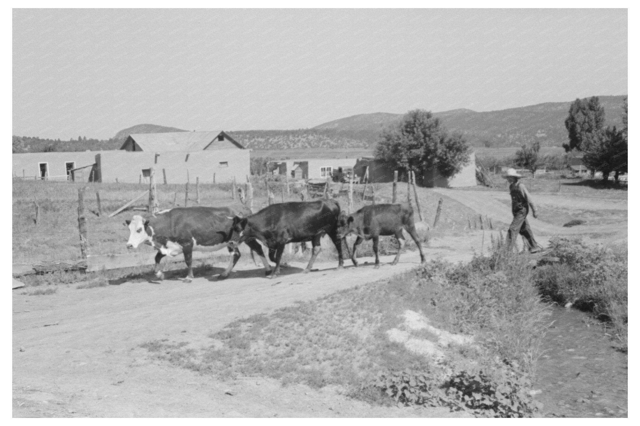 Chamisal New Mexico Cattle Scene July 1940 - Available at KNOWOL