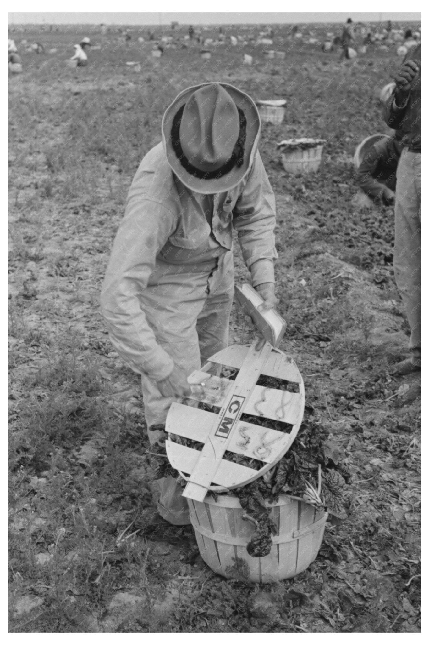 Checker Supervising Spinach Laborers La Pryor Texas 1939 - Available at KNOWOL