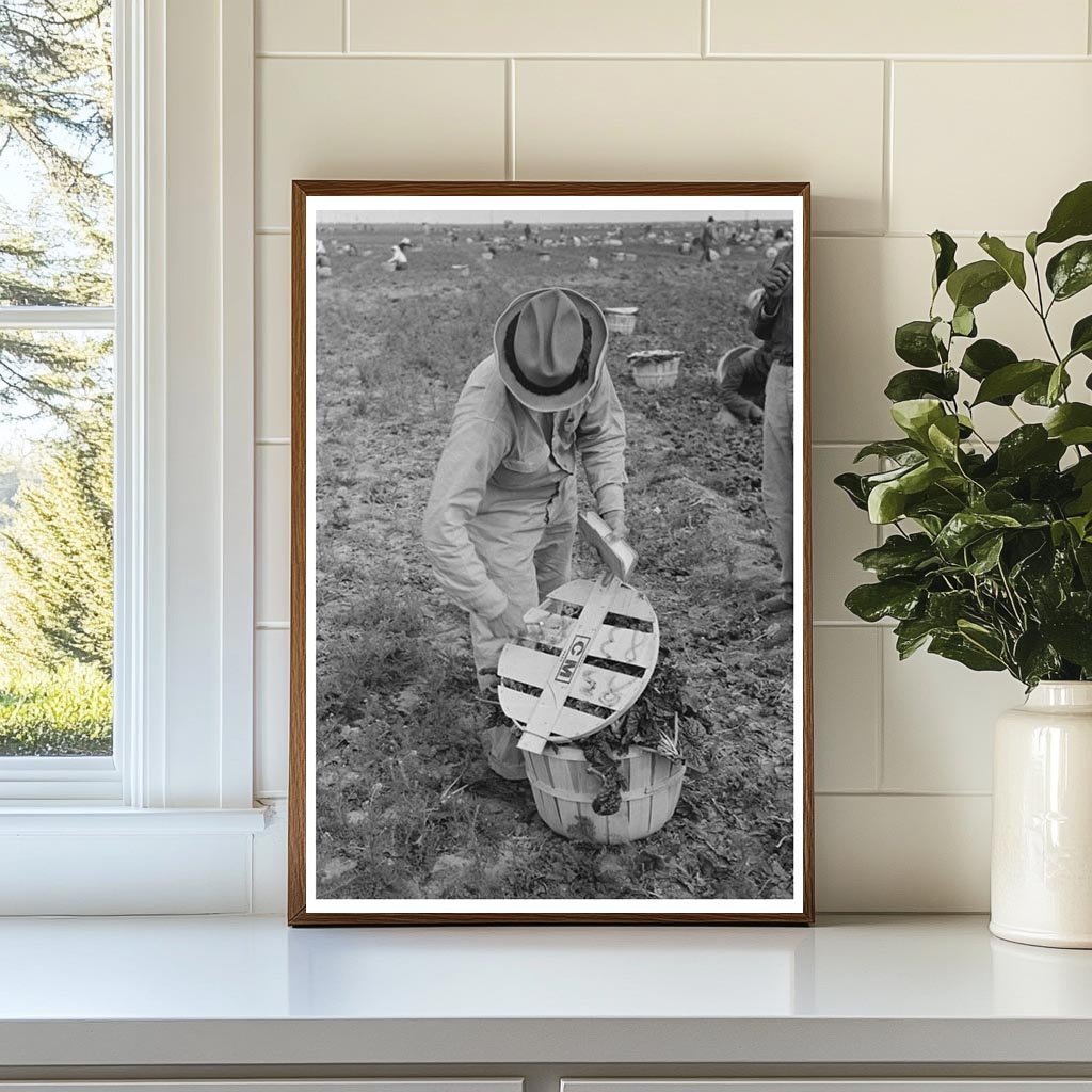Checker Supervising Spinach Laborers La Pryor Texas 1939 - Available at KNOWOL
