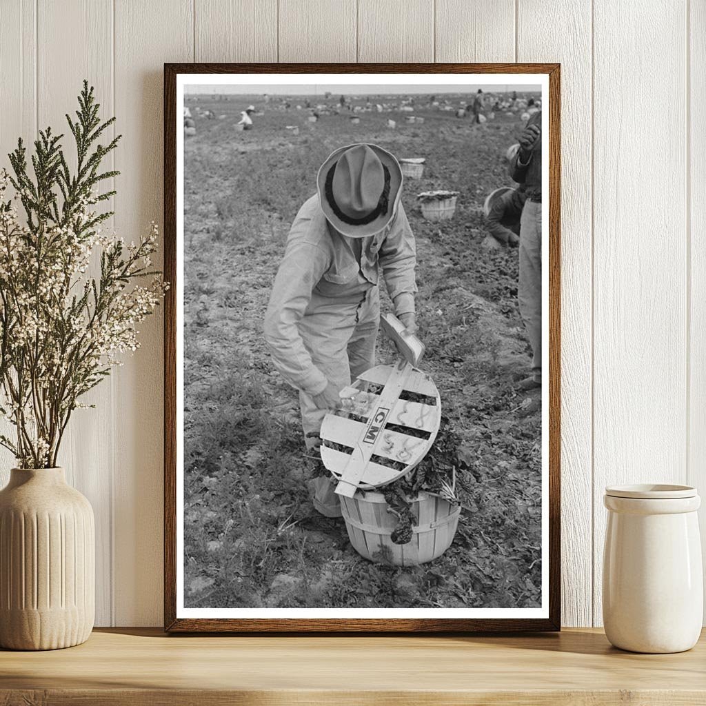 Checker Supervising Spinach Laborers La Pryor Texas 1939 - Available at KNOWOL