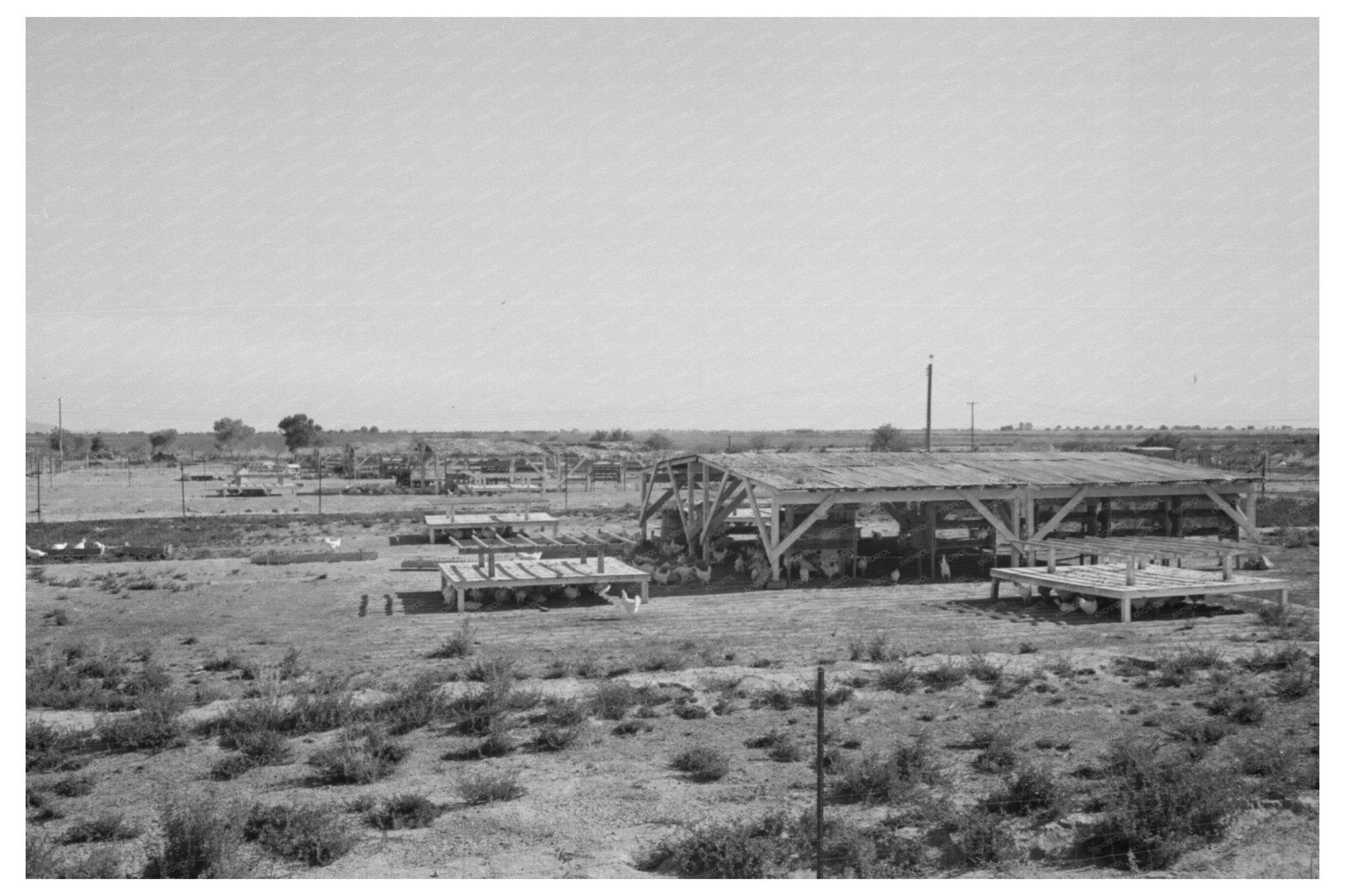 Chicken Shelters at Casa Grande Valley Farms Arizona 1940 - Available at KNOWOL