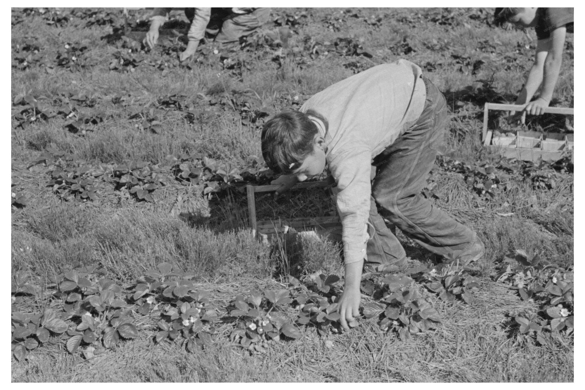 Child Migrant Picking Strawberries Ponchatoula 1939 - Available at KNOWOL