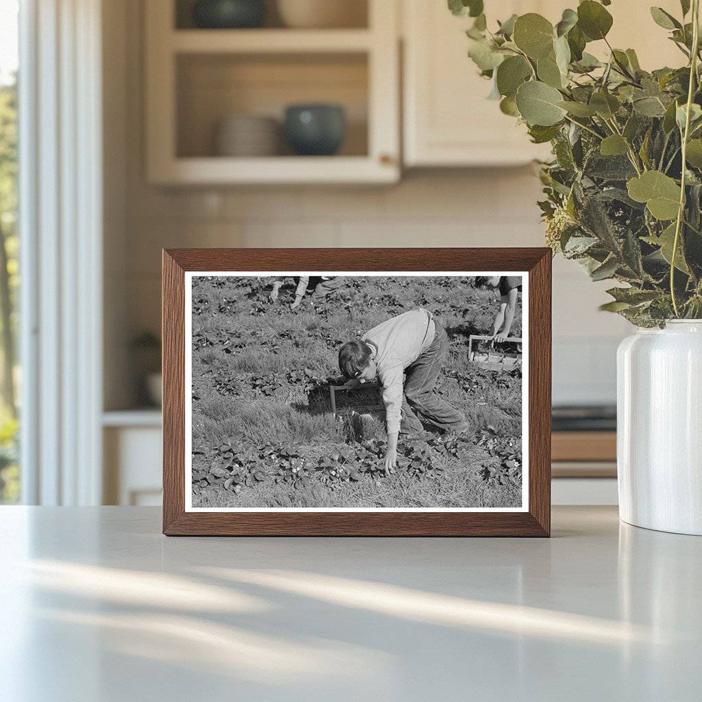 Child Migrant Picking Strawberries Ponchatoula 1939 - Available at KNOWOL