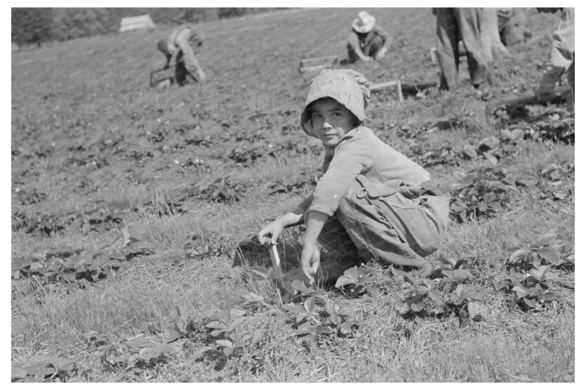 Child of Migrant Strawberry Picker Hammond Louisiana 1939 - Available at KNOWOL