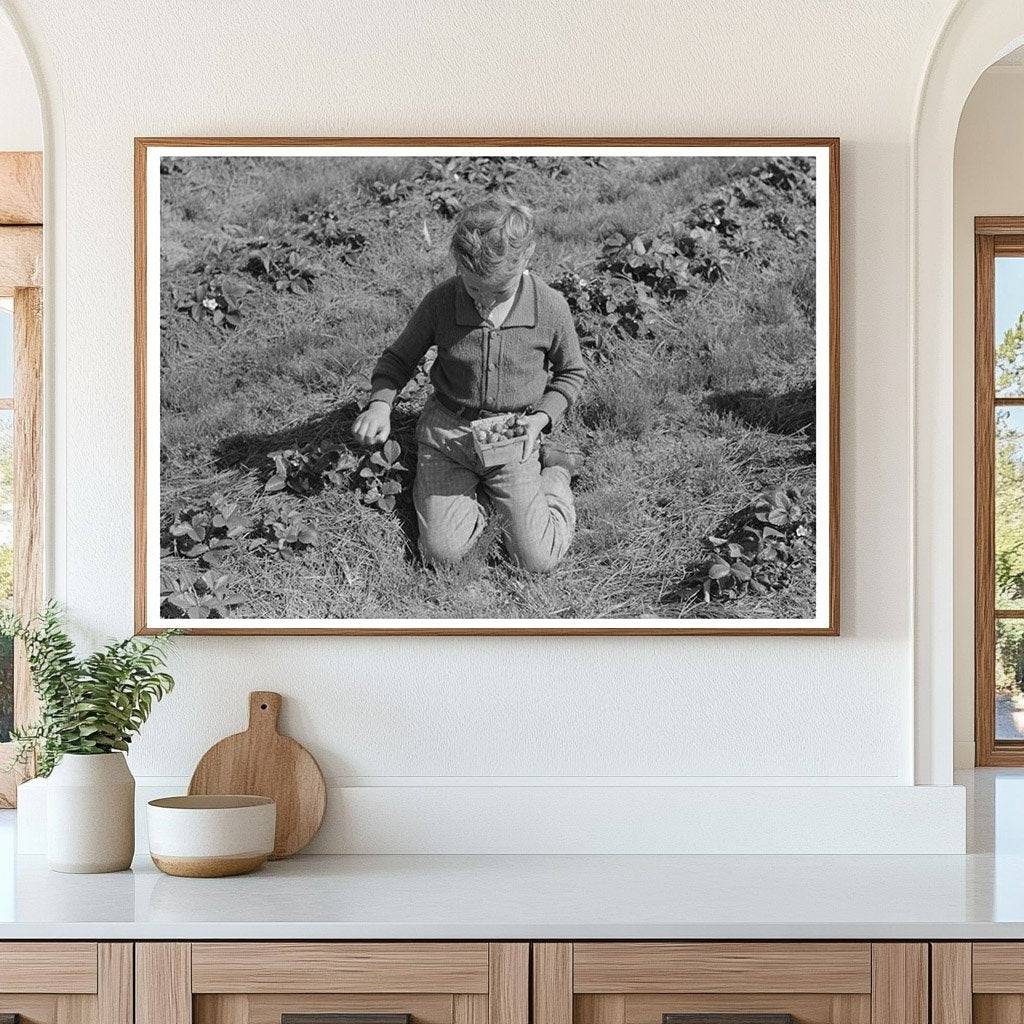 Child Picking Strawberries in Ponchatoula Louisiana 1939 - Available at KNOWOL