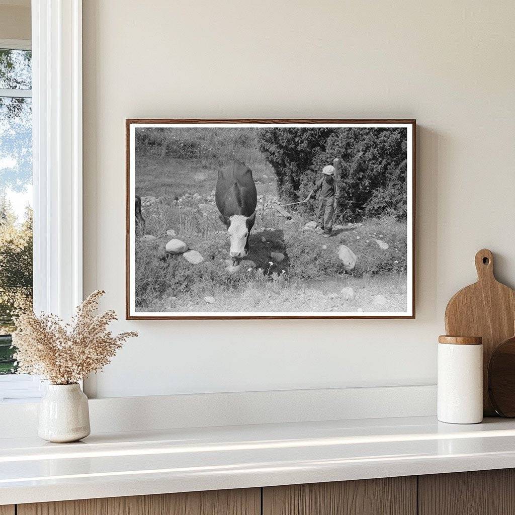 Child Tending Cows by Irrigation Ditch Penasco 1940 - Available at KNOWOL