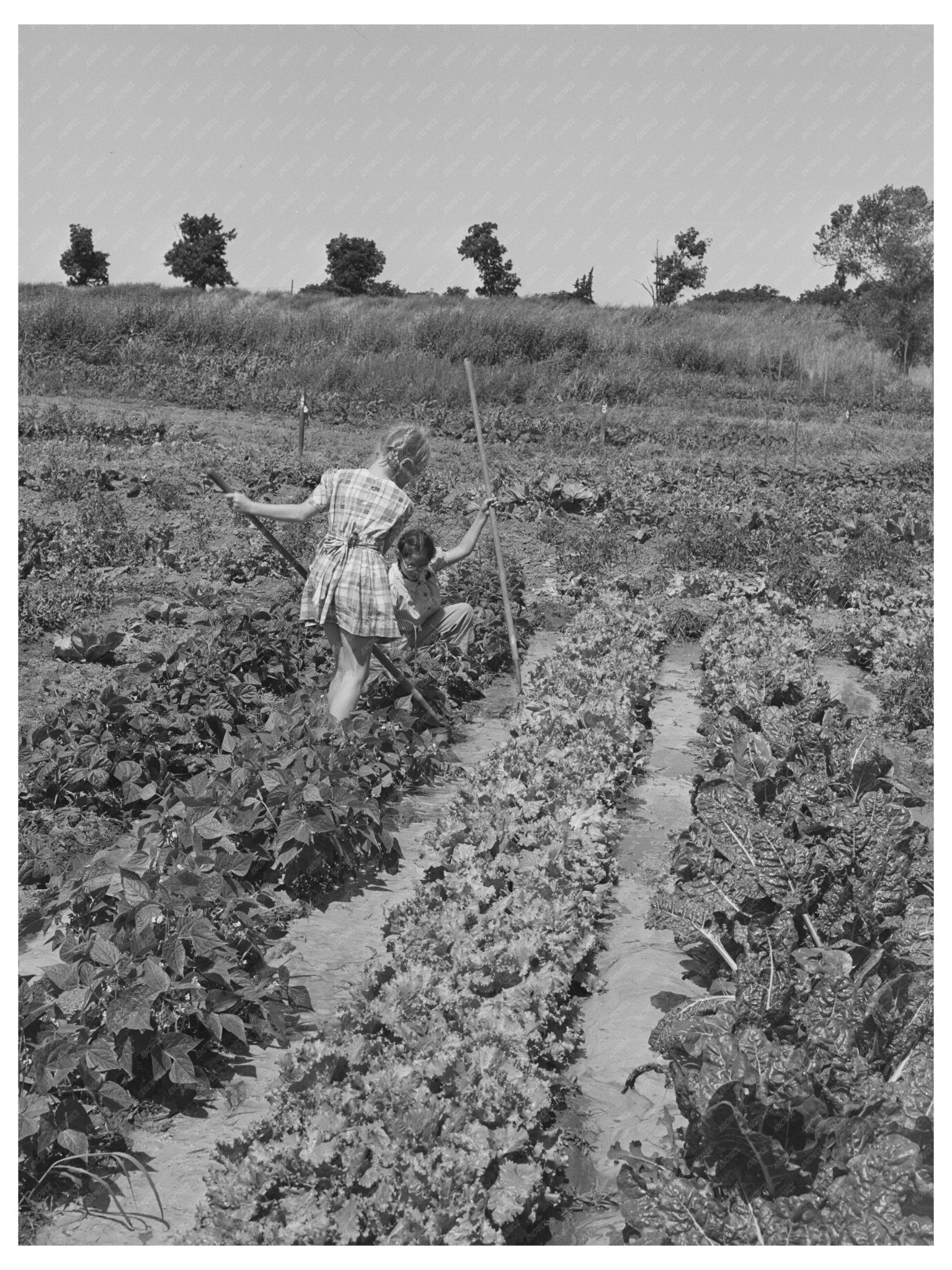 Children Gardening at Farm Security Administration Community 1942 - Available at KNOWOL