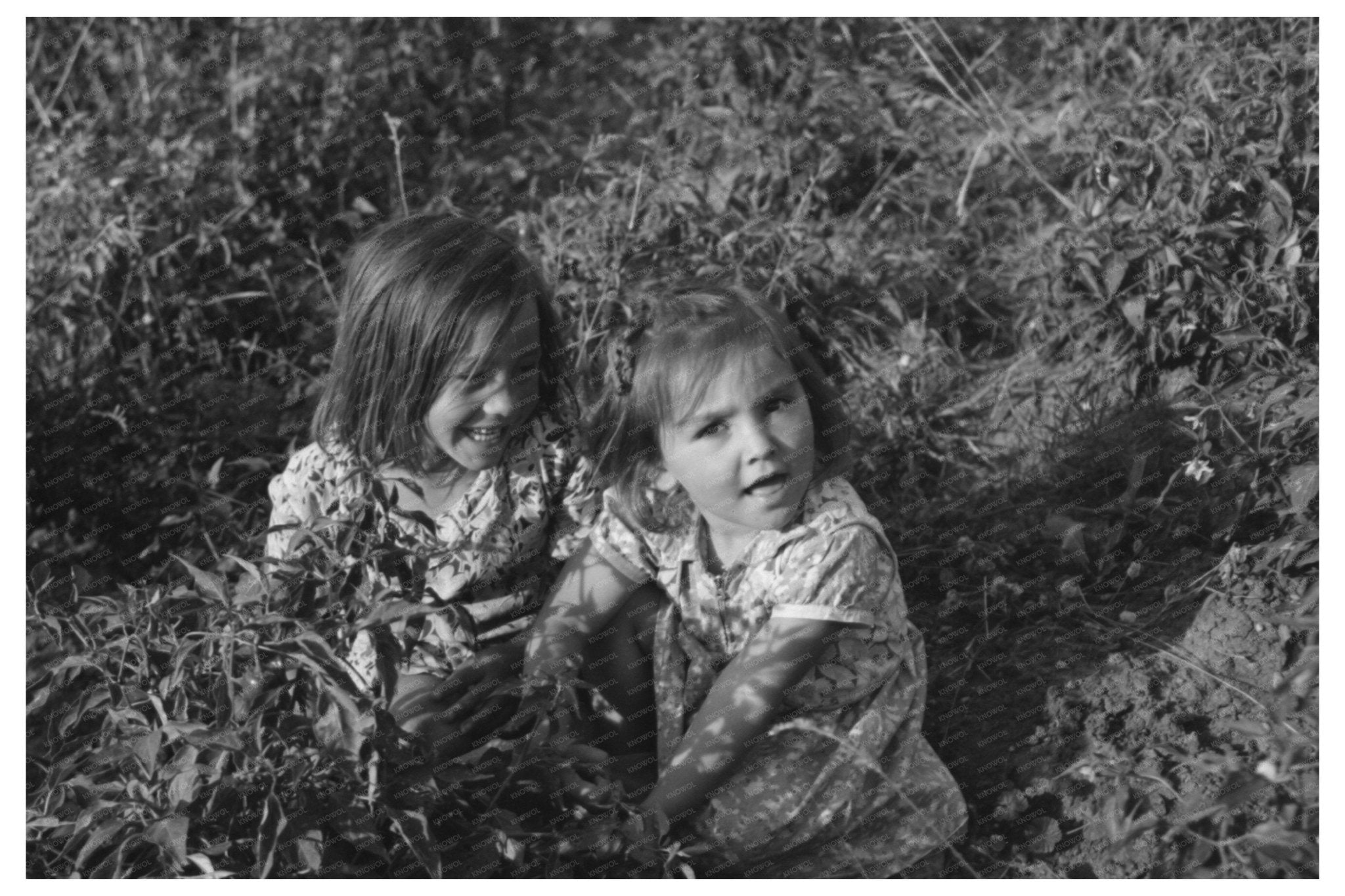 Children Harvesting Chili Peppers in Concho Arizona 1944 - Available at KNOWOL