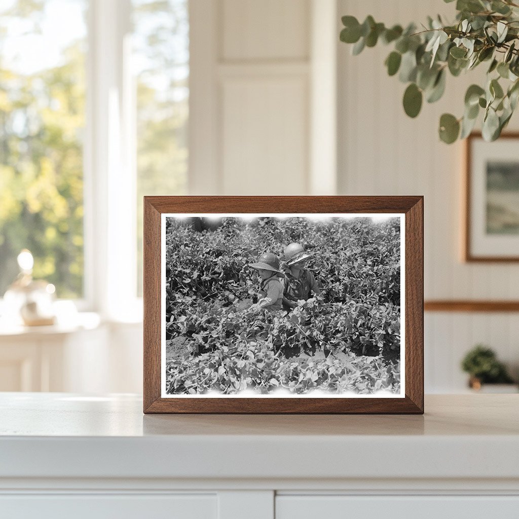 Children in Pea Fields Nampa Idaho June 1941 - Available at KNOWOL