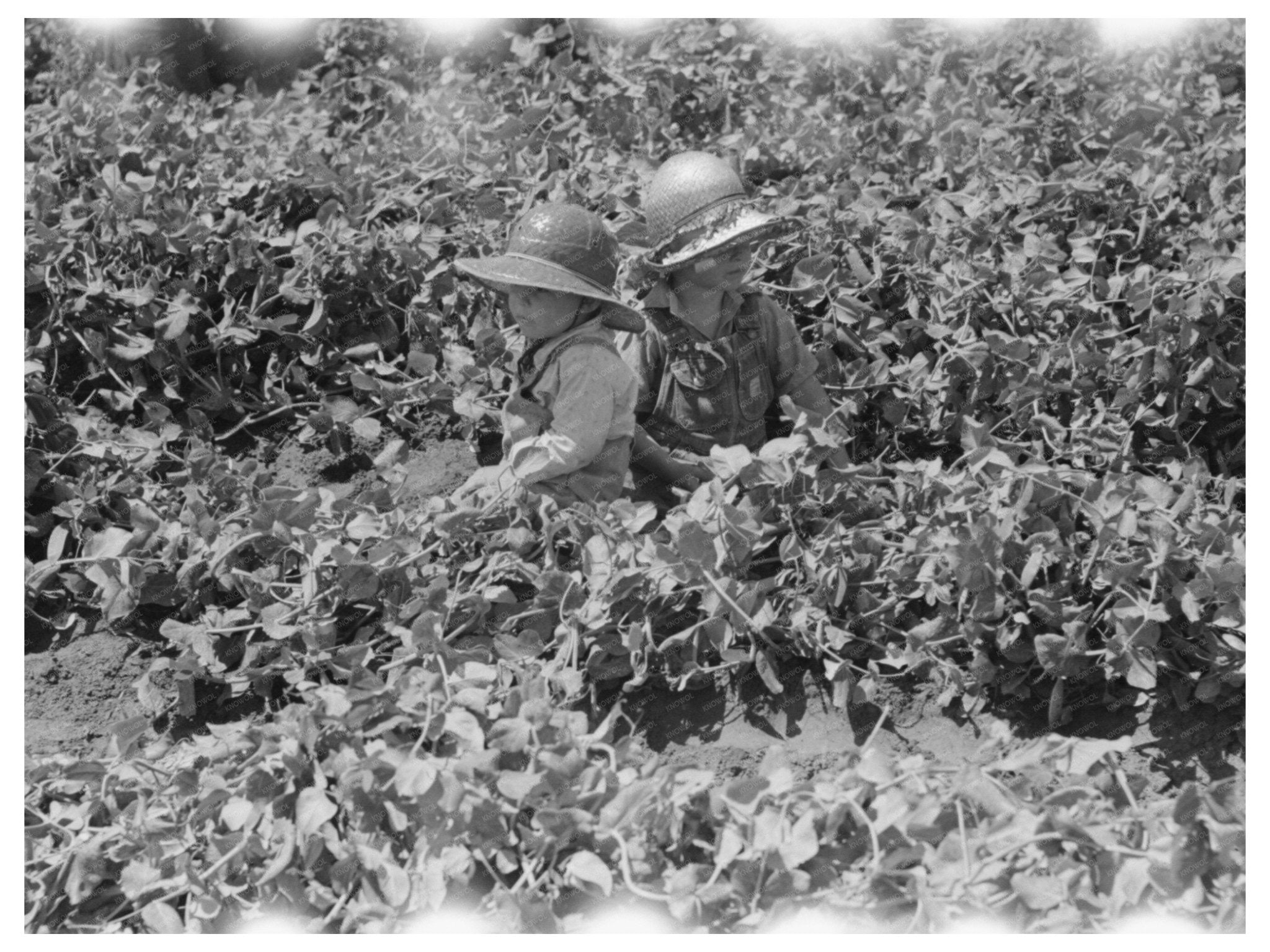 Children in Pea Fields Nampa Idaho June 1941 - Available at KNOWOL
