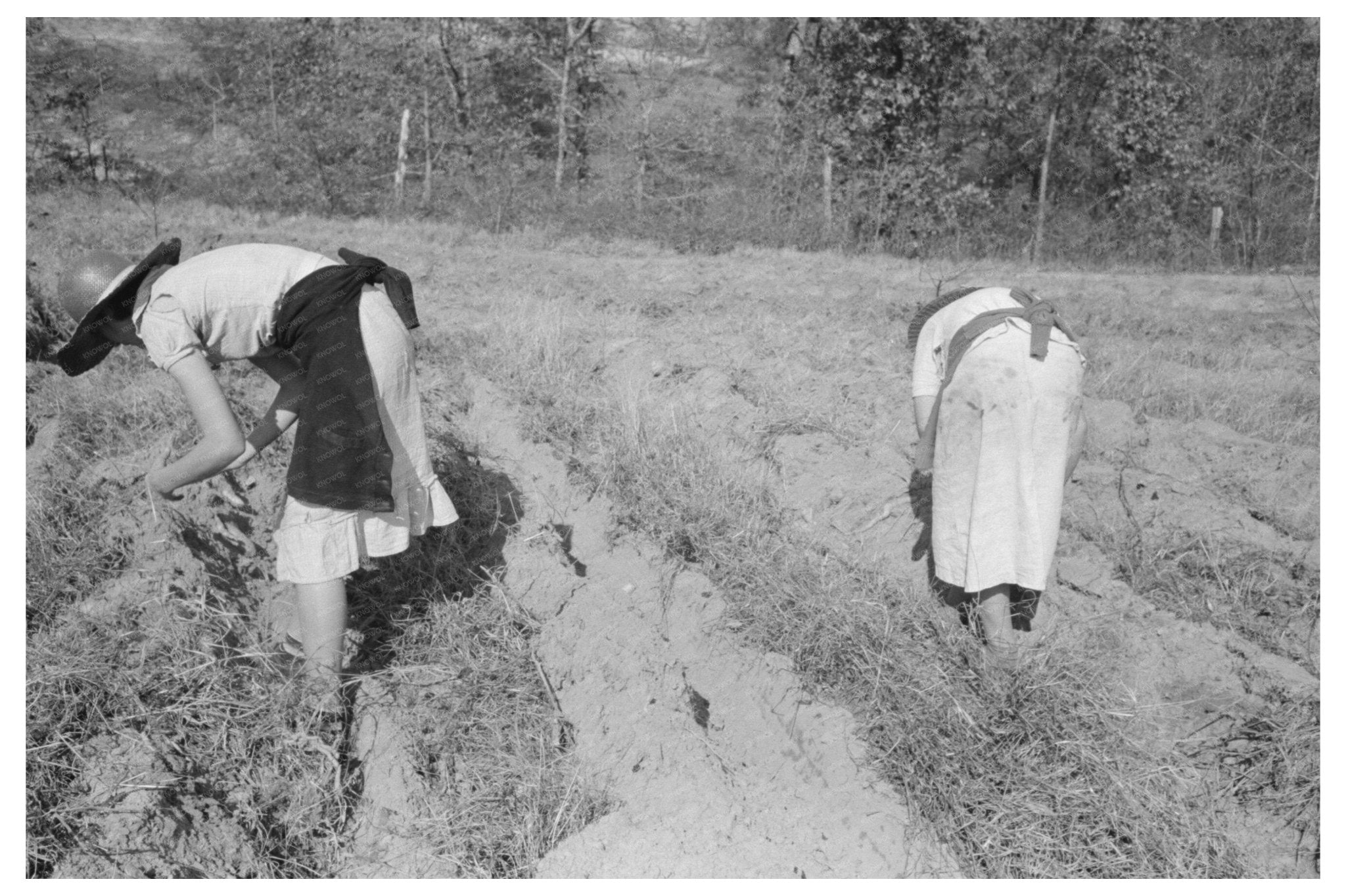 Children with Sweet Potatoes in Mississippi 1938 - Available at KNOWOL
