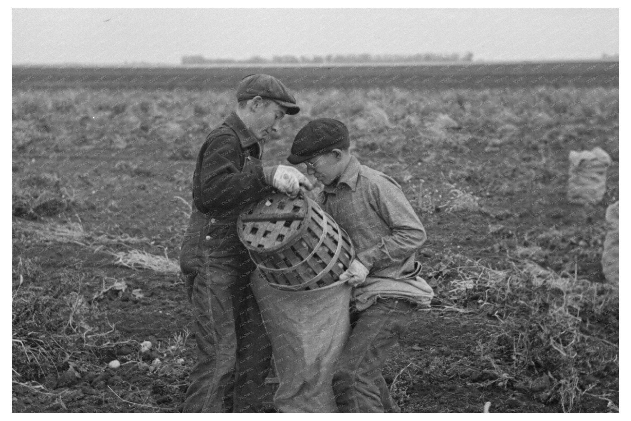 Children Working in Potato Fields East Grand Forks 1937 - Available at KNOWOL