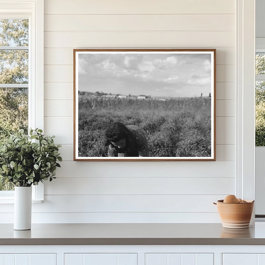 Chili Pepper Picking in Concho Arizona 1940 - Available at KNOWOL