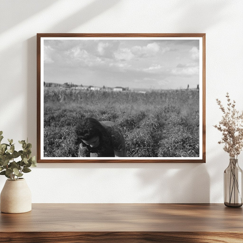 Chili Pepper Picking in Concho Arizona 1940 - Available at KNOWOL