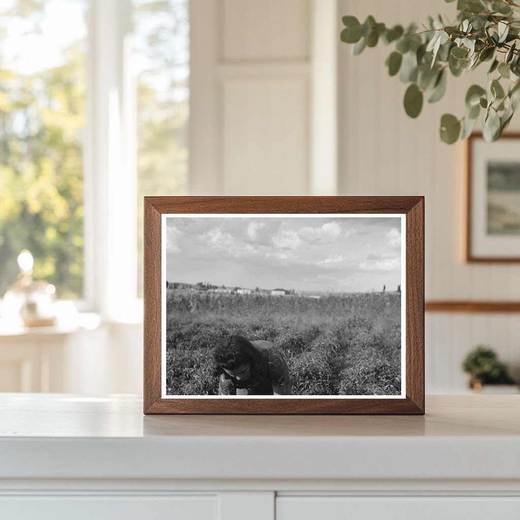 Chili Pepper Picking in Concho Arizona 1940 - Available at KNOWOL