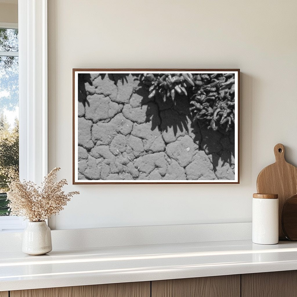 Chili Peppers Drying on Adobe House in Concho Arizona 1940 - Available at KNOWOL