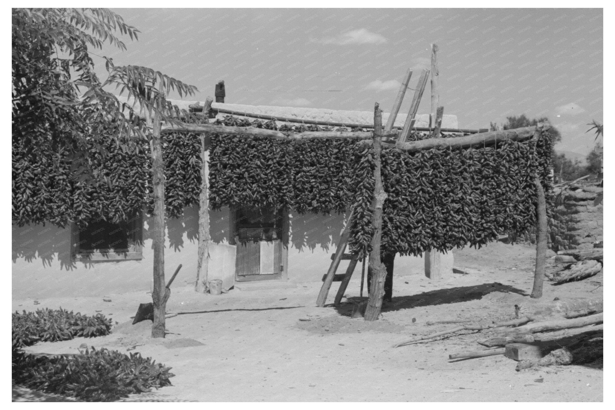 Chili Peppers in Isleta New Mexico 1940 - Available at KNOWOL