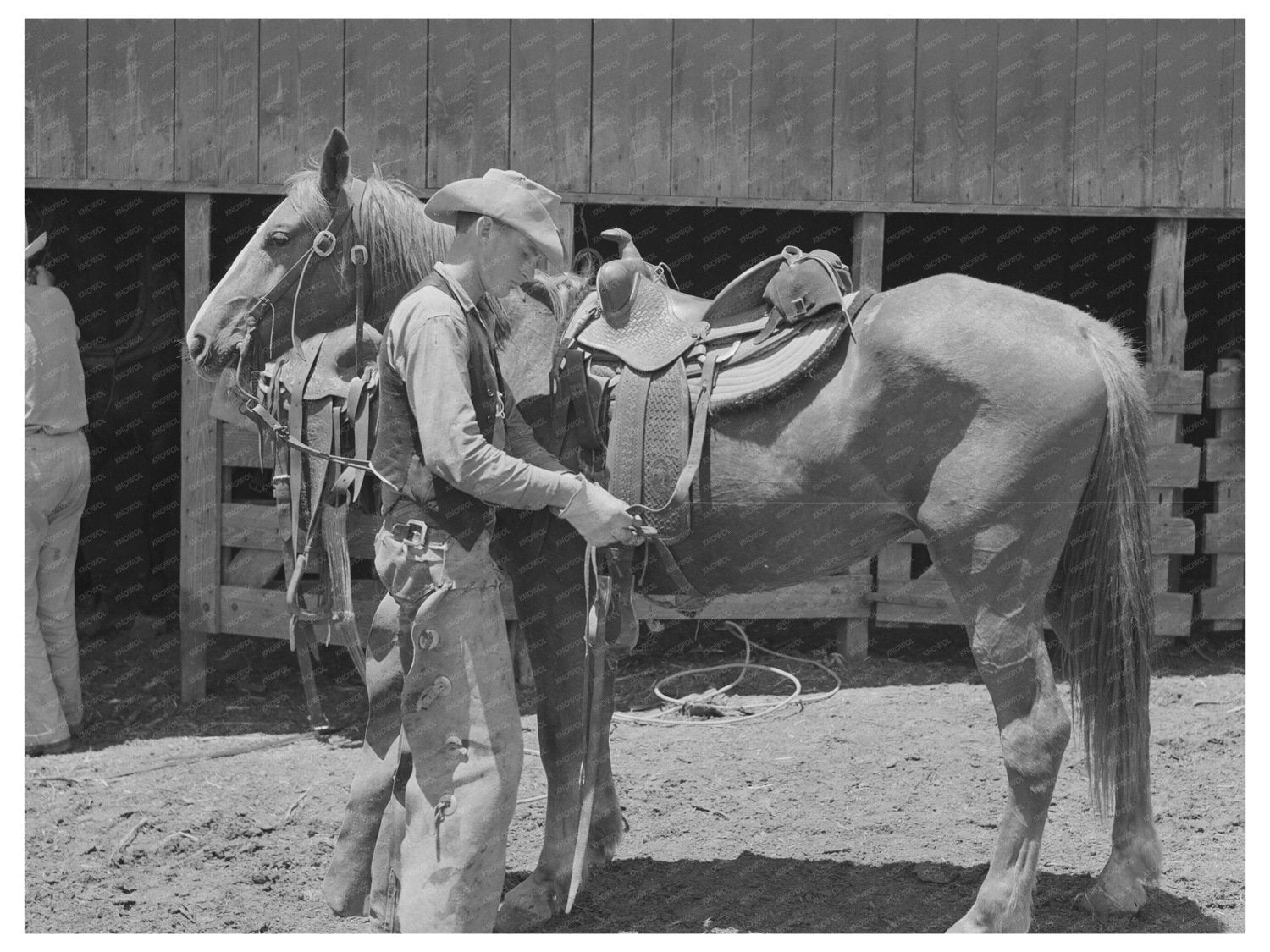Cinch Tightening on Cow Pony at SMS Ranch Texas 1939 - Available at KNOWOL