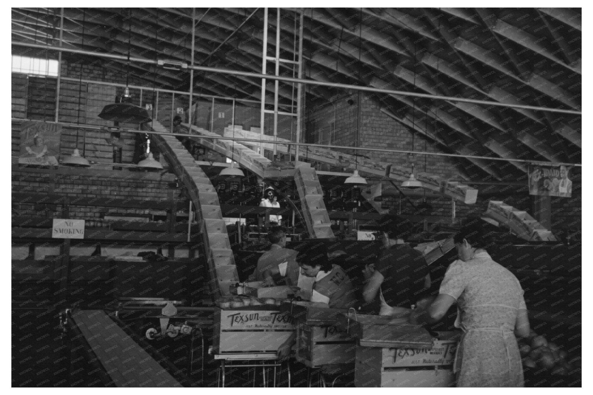 Citrus Packing Plant Weslaco Texas February 1939 - Available at KNOWOL