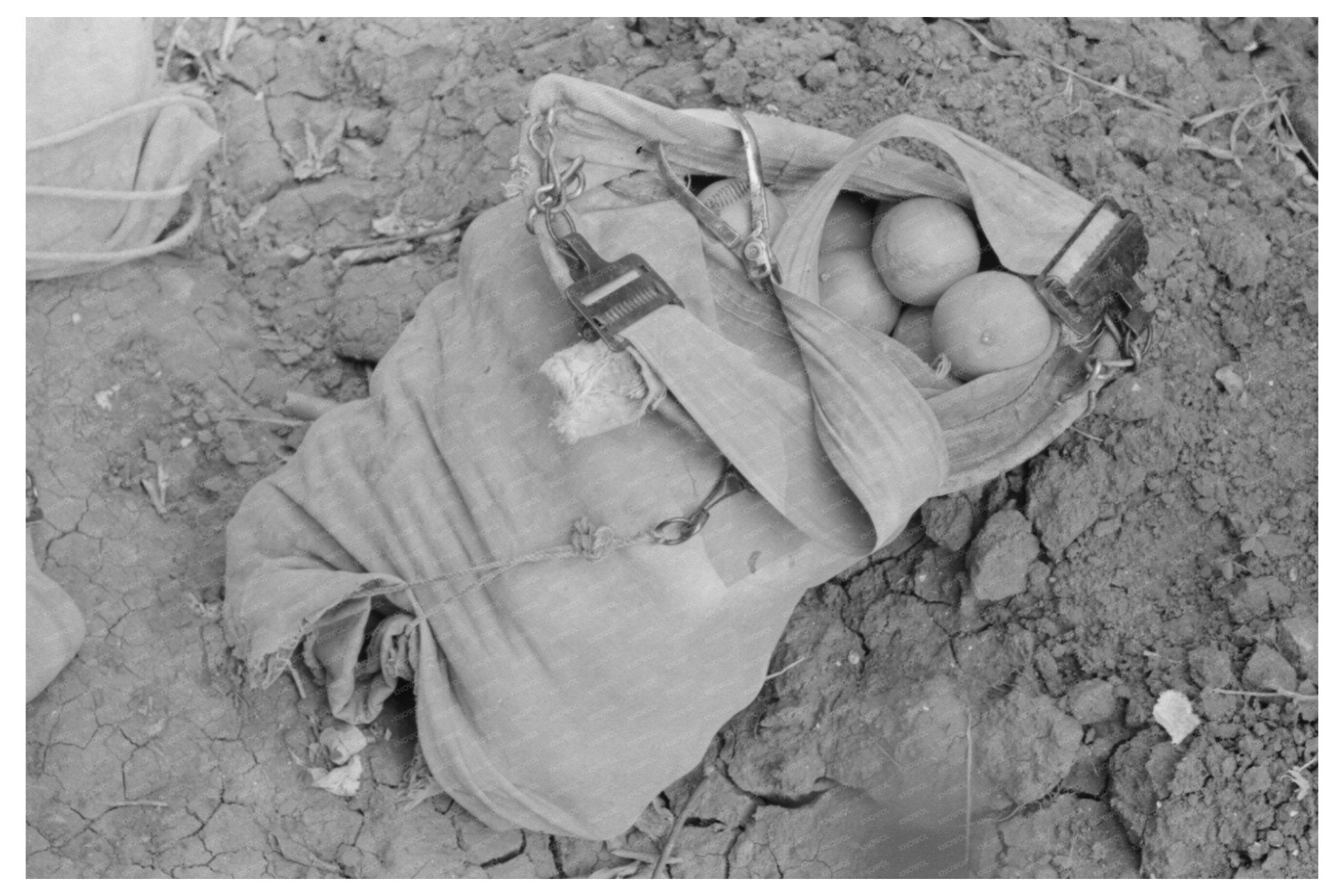 Citrus Pickers Bag in Weslaco Texas 1939 - Available at KNOWOL