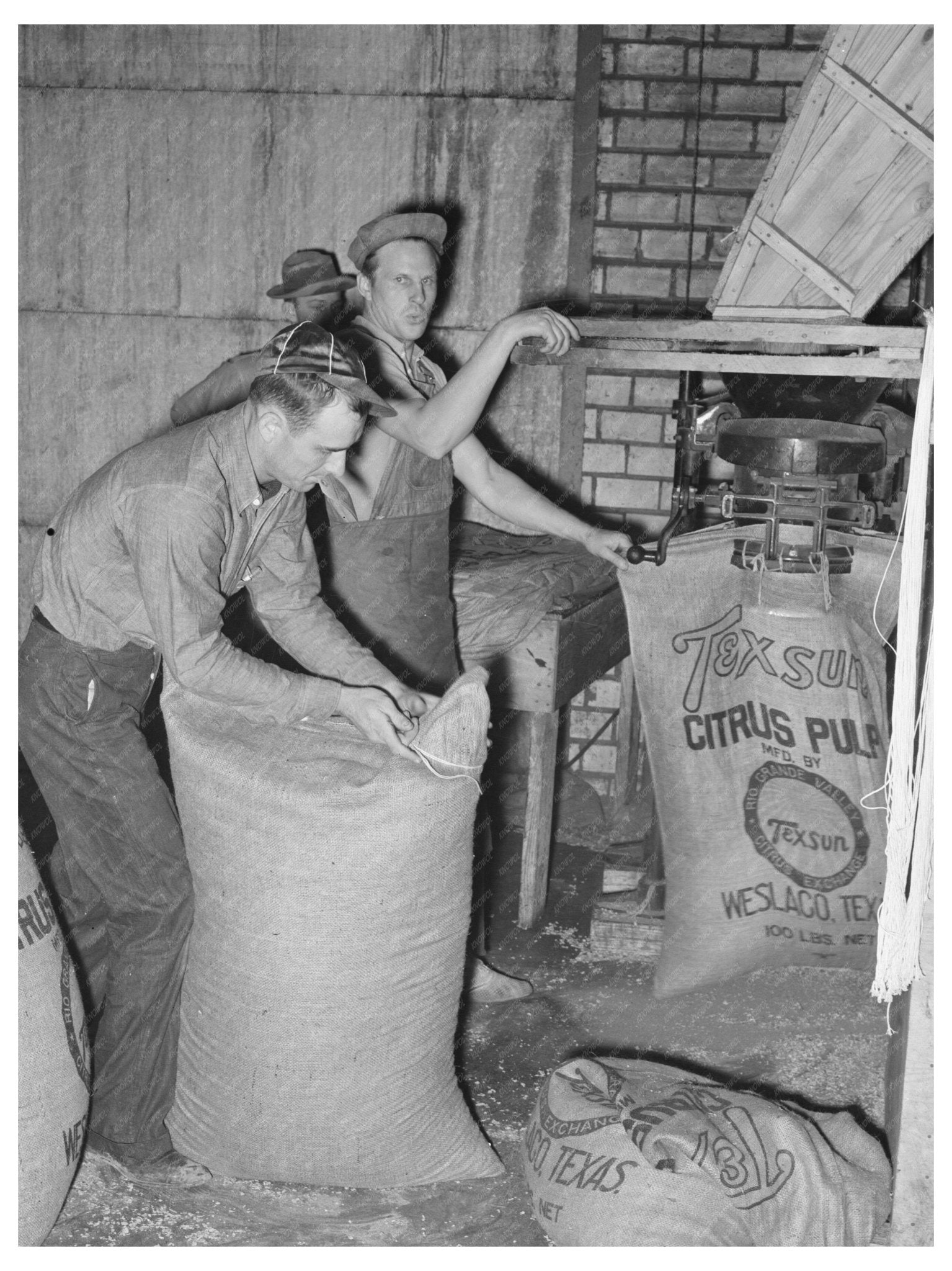 Citrus Pulp Filling at Grapefruit Canning Plant 1939 - Available at KNOWOL