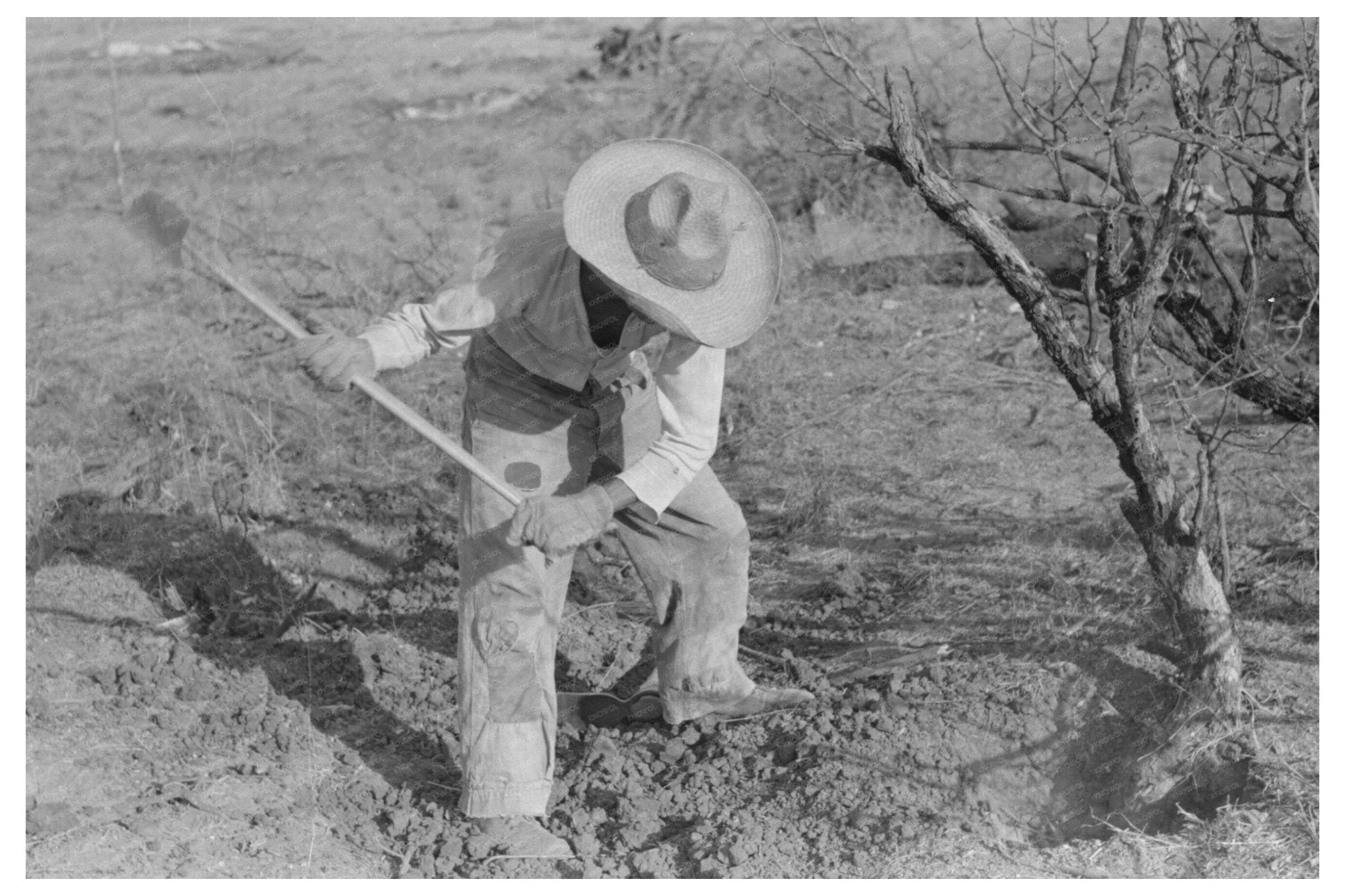 Clearing Mesquite Trees in El Indio Texas March 1939 - Available at KNOWOL
