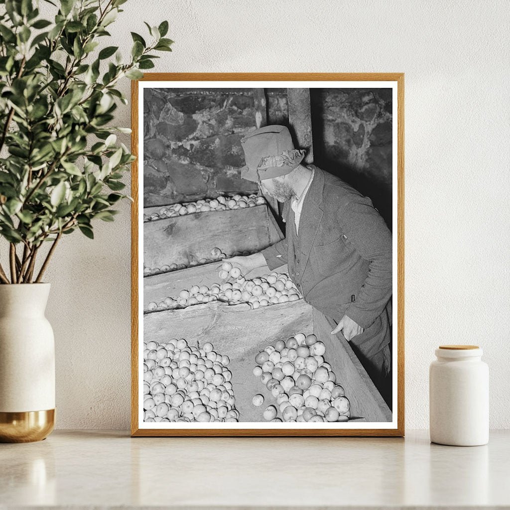 Client Examines Stored Apples in Vermont Cellar 1939 - Available at KNOWOL