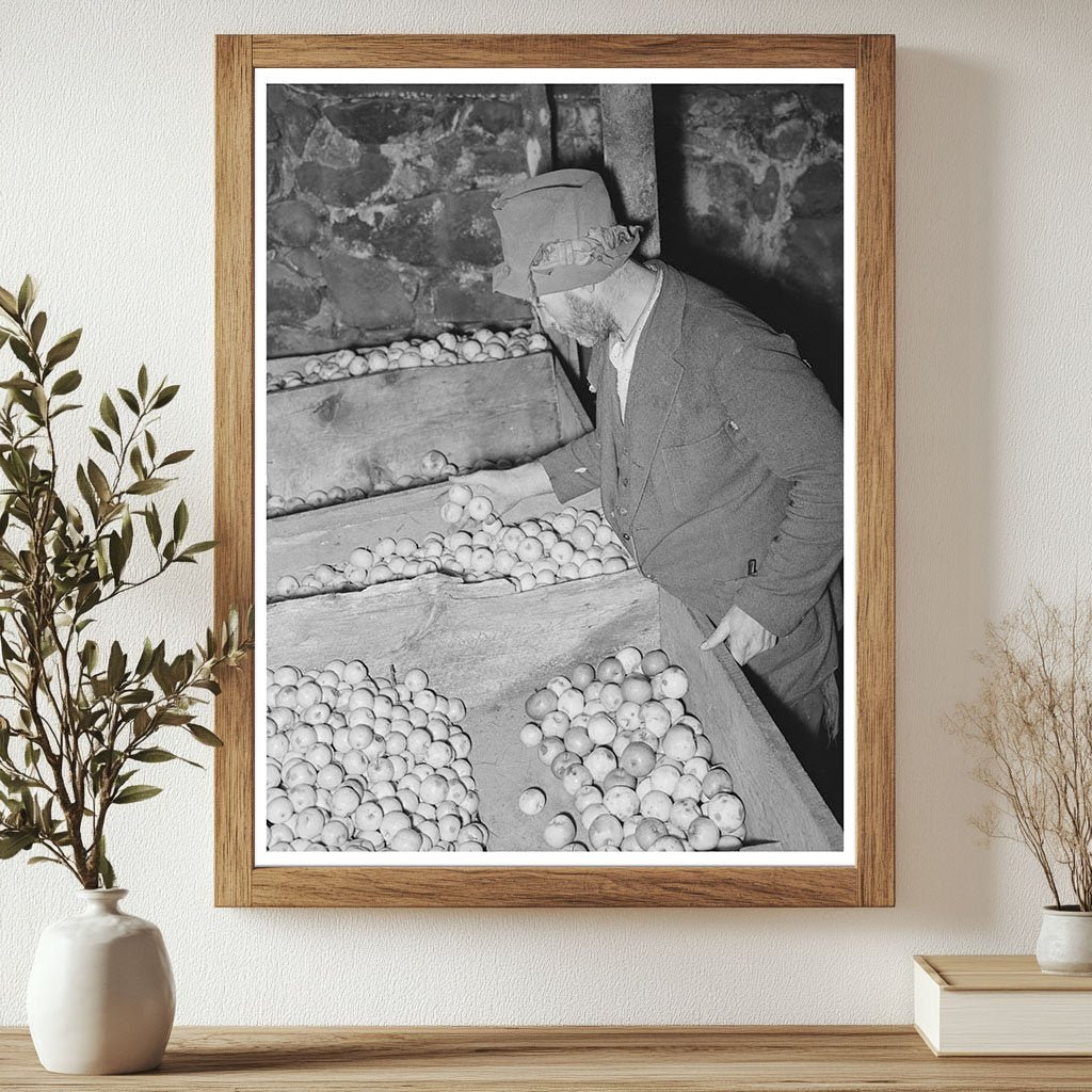Client Examines Stored Apples in Vermont Cellar 1939 - Available at KNOWOL