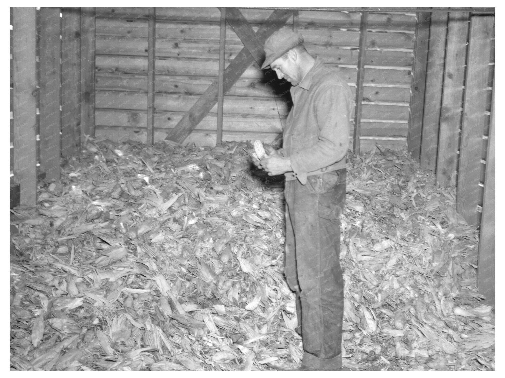 Clifford Beason Examines December 1936 Iowa Corn Sample - Available at KNOWOL