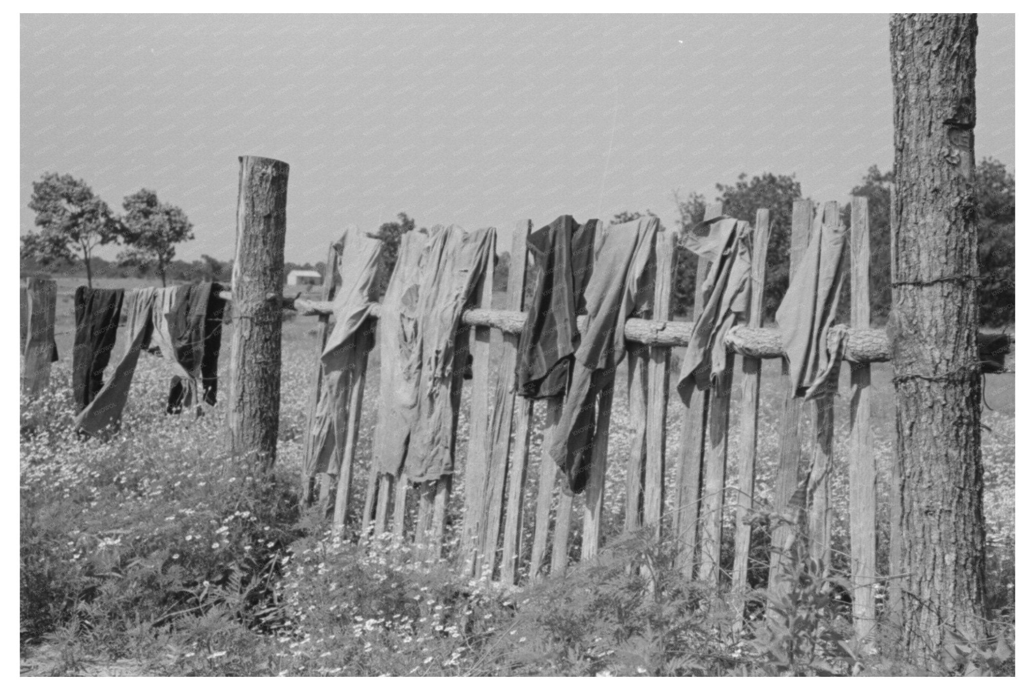 Clothes Drying on Fence in Sequoyah County Oklahoma 1939 - Available at KNOWOL