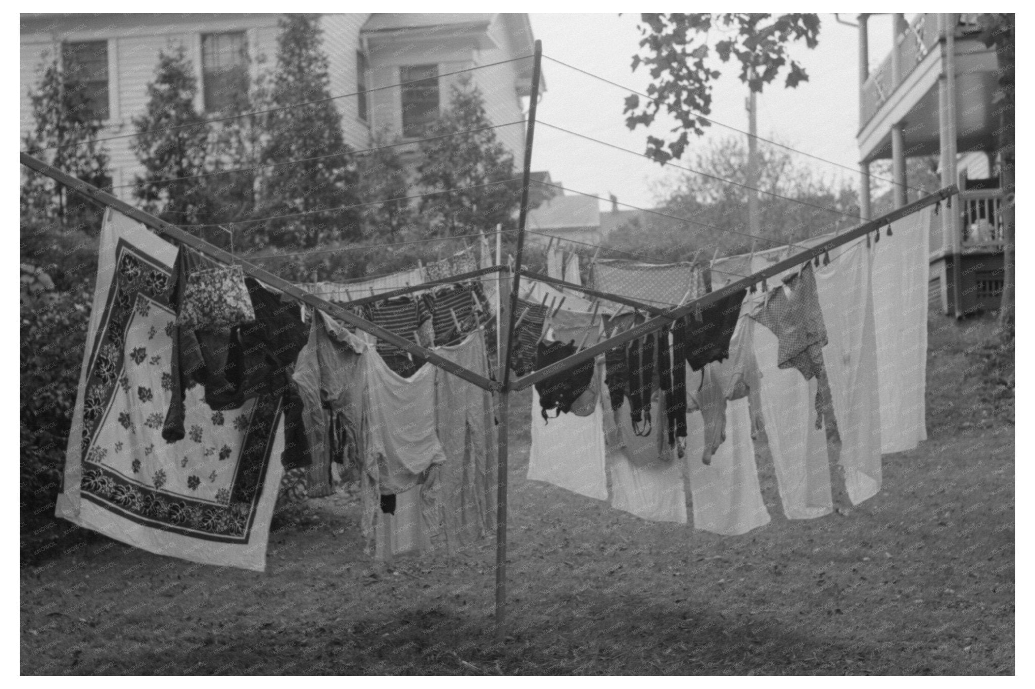 Clothes Drying on Tree in Meriden Connecticut 1939 - Available at KNOWOL