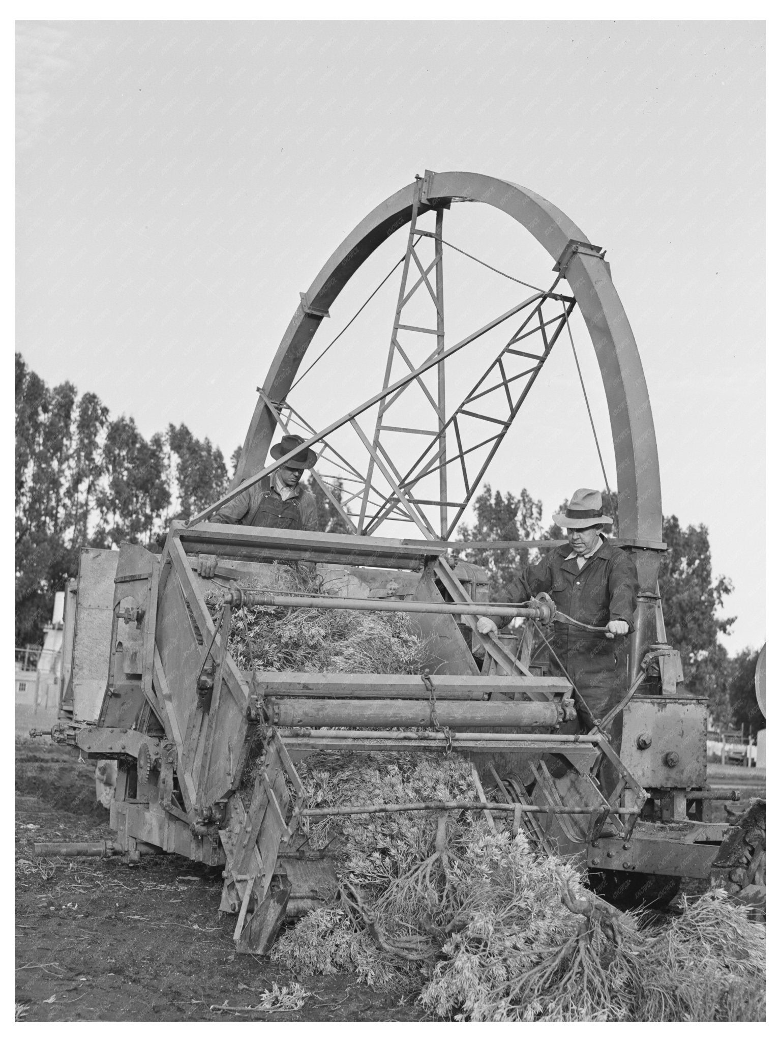 Combined Harvester and Chopper for Guayule 1941 - Available at KNOWOL