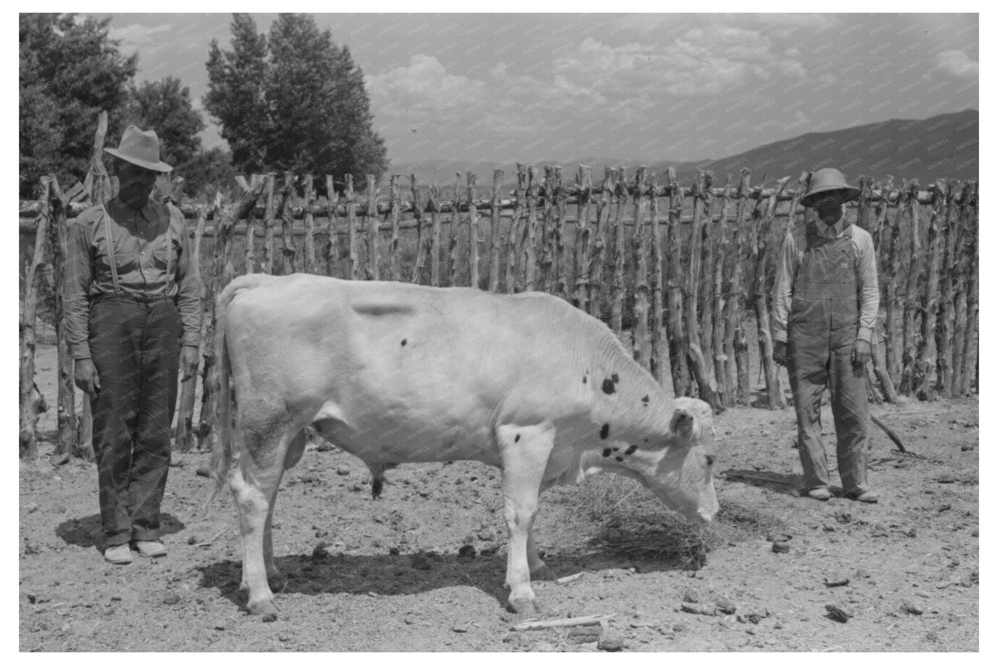 Cooperative Bull Farm Security Administration July 1940 - Available at KNOWOL