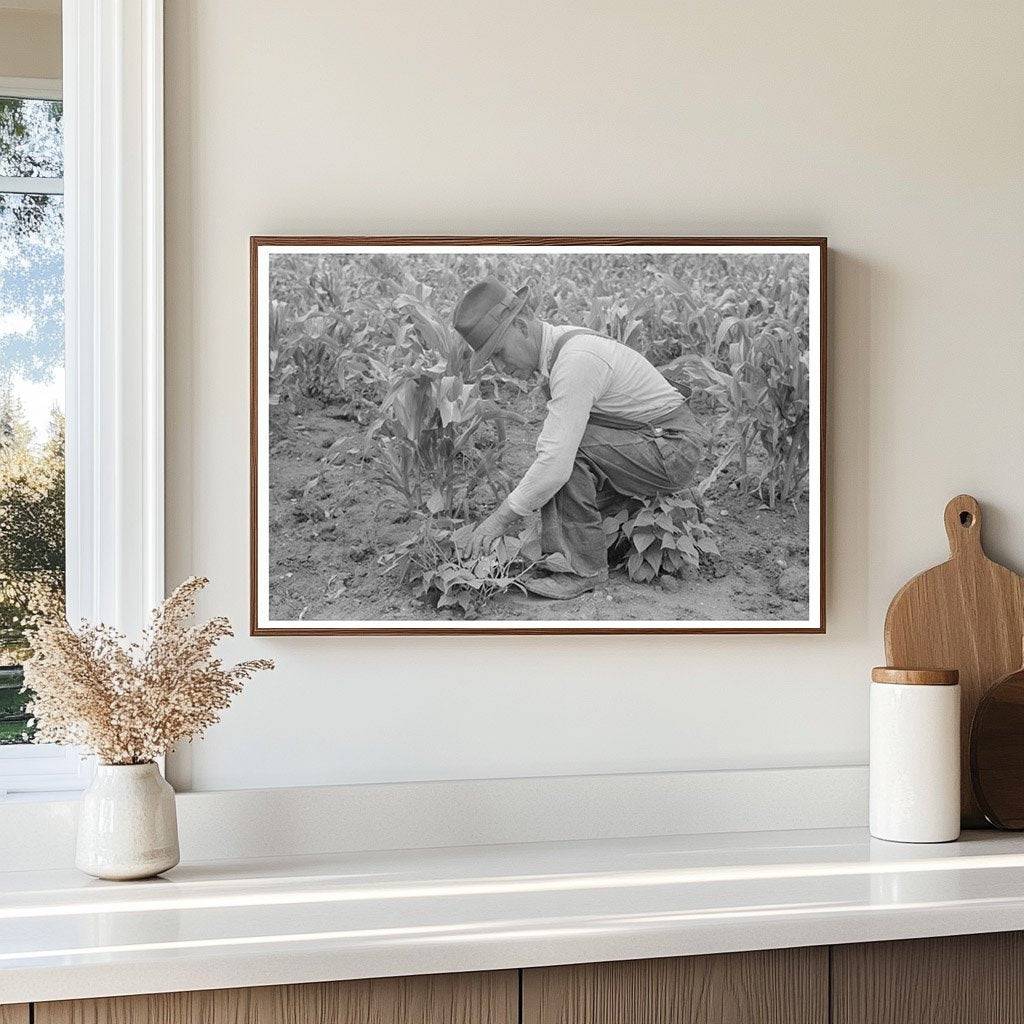 Corn and Beans Farming in Chamisal New Mexico 1940 - Available at KNOWOL
