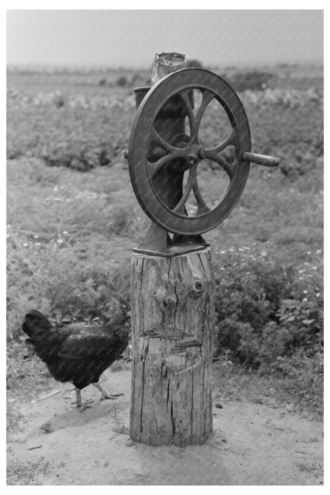 Corn Grinder on Tenant Farm Warner Oklahoma 1939 - Available at KNOWOL